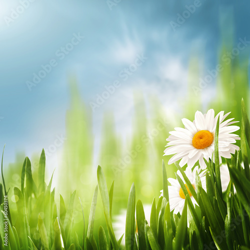 Daisy flowers on the meadow, seasonal backgrounds for your desi
