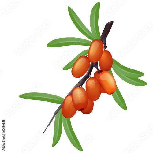 Sea buckthorn branch with berries