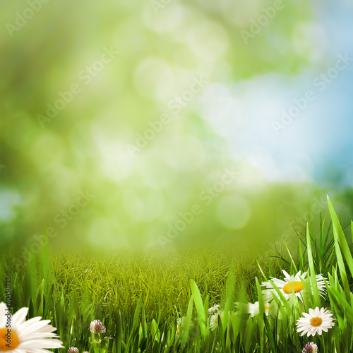 Daisy flowers on the summer meadow, natural backgrounds