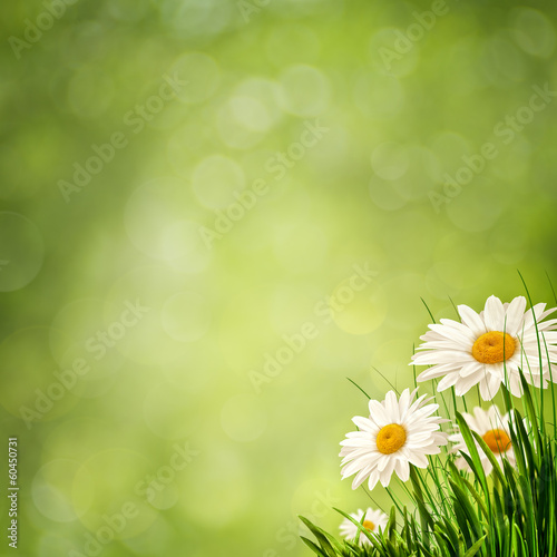 Beauty flowers on the meadow, abstract eco backgrounds