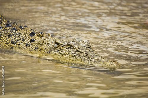 Crocodile swimming