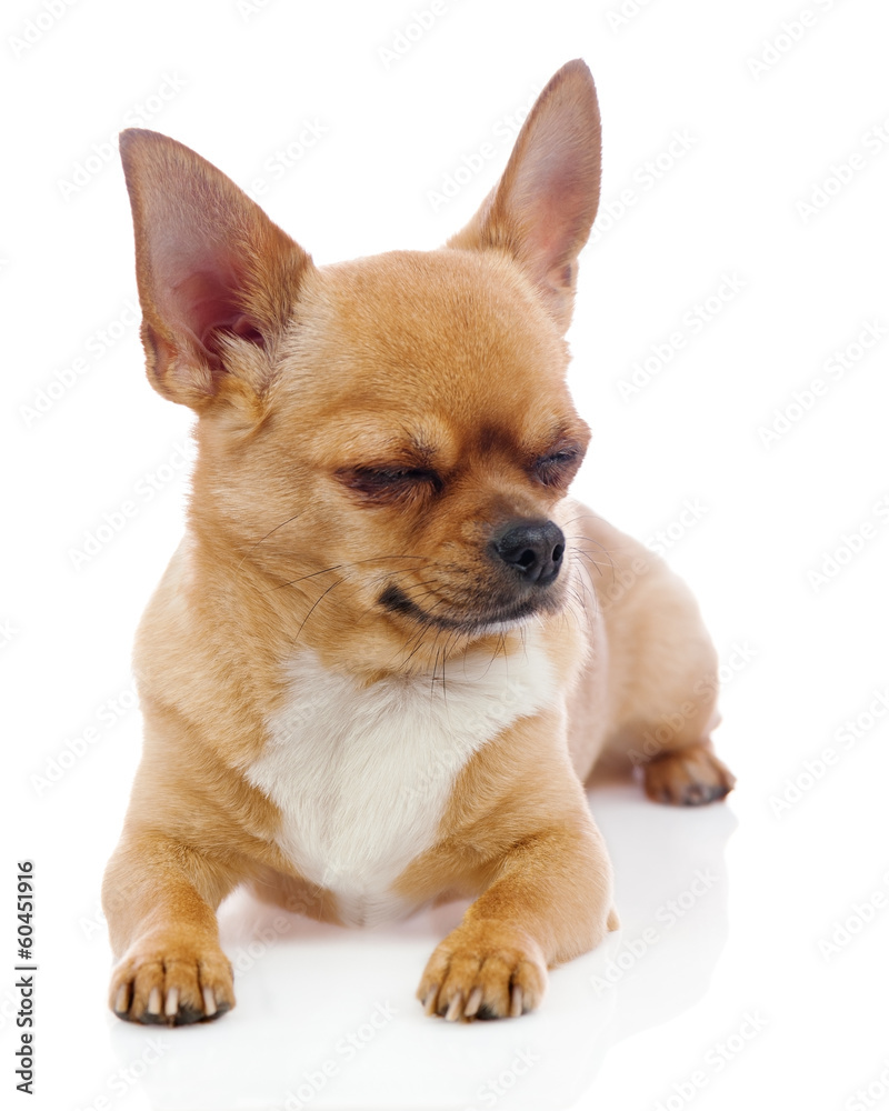 Red chihuahua dog with closed eyes isolated on white background. Red chihuahua dog with closed eyes isolated on white background.