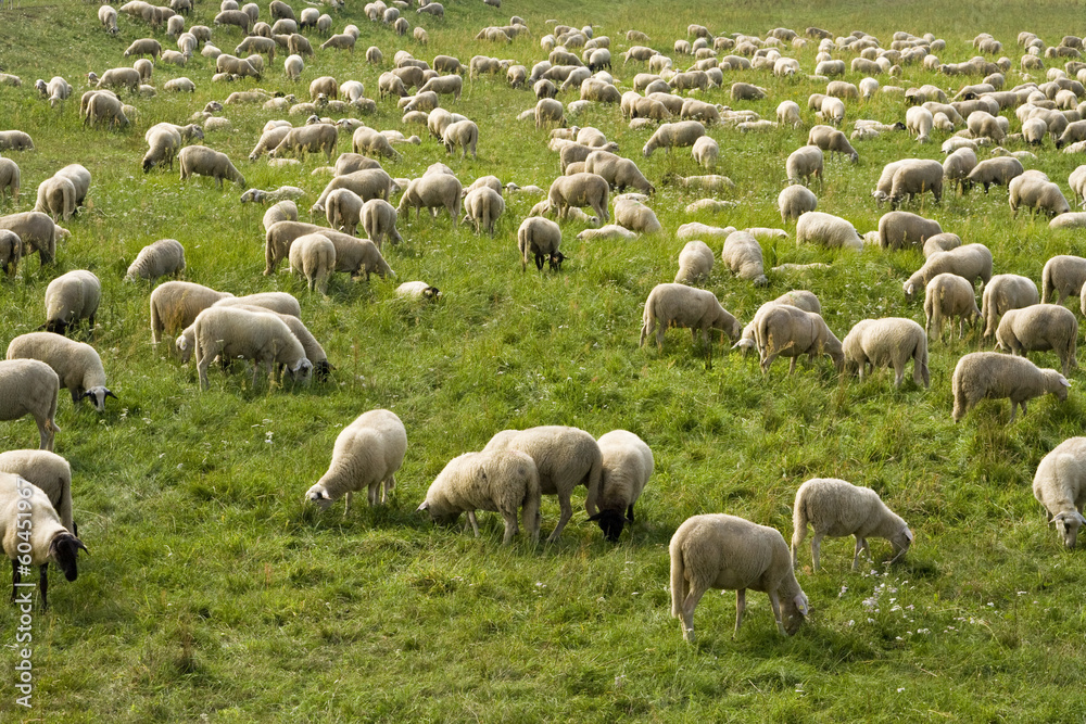 Fototapeta premium Schafherde, Flock of sheep
