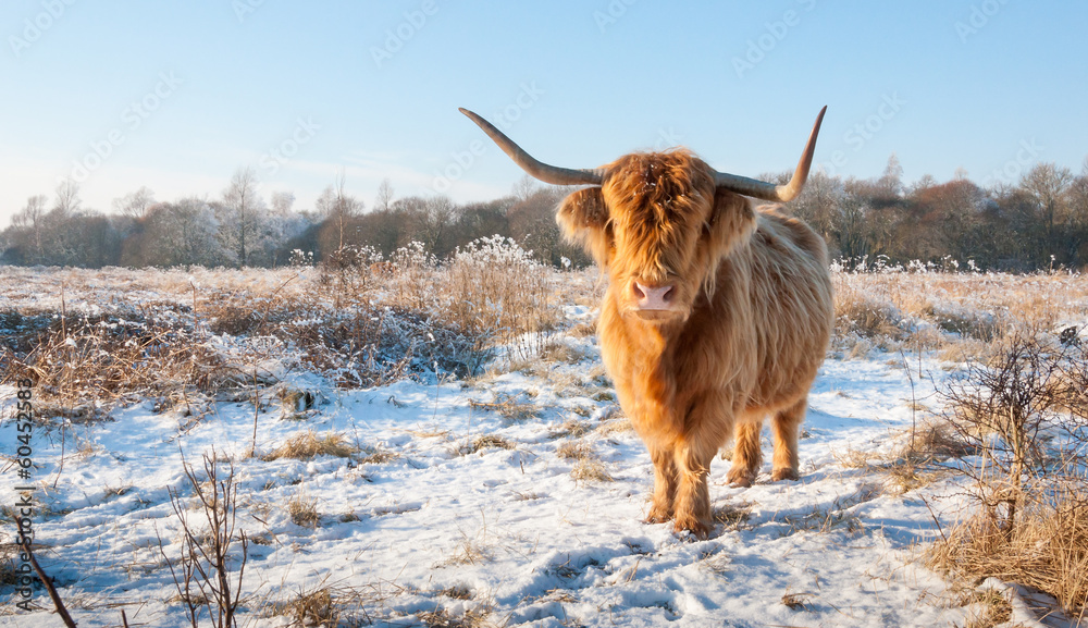 Fototapeta premium Red Highland cow with winter fur and long horns