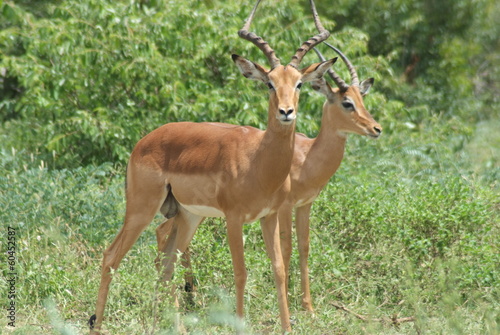 impala  del sudafrica