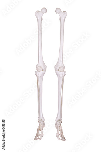 detail of two skeleton legs
