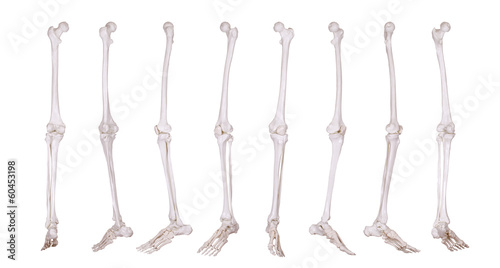 detail of skeleton leg