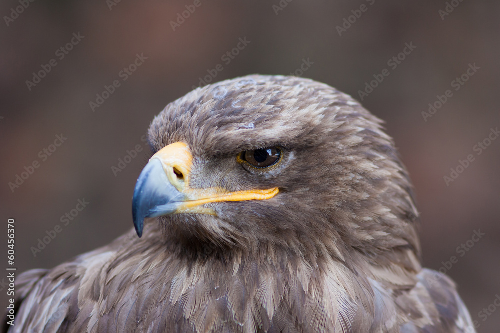 beautiful closeup of a falcon beautiful closeup of a falcon