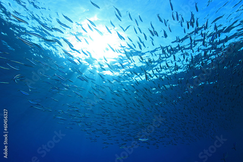Shoal of anchovies in the sea photo