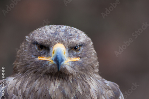 beautiful closeup of a falcon
