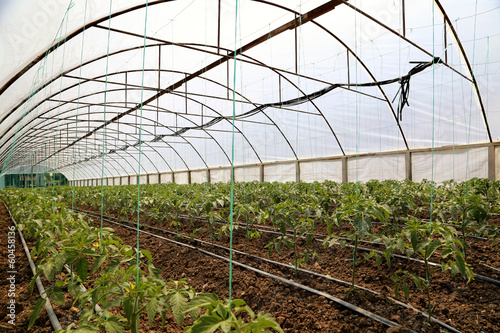 Tomato cultivating in green...