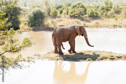 Single elephant bull standing on small island in nature reserve