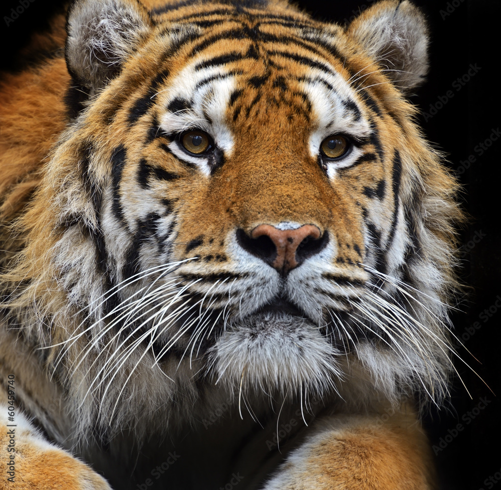 Naklejka Amur Tiger in the summer