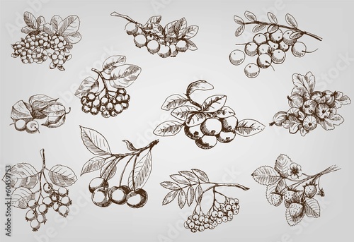 set of berry