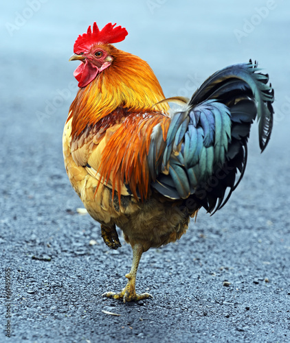 Obraz na płótnie Portrait pet rooster on the farm w salonie