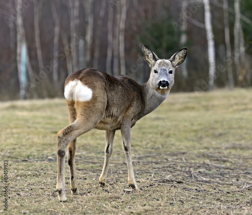 Red deer in their natural habitat