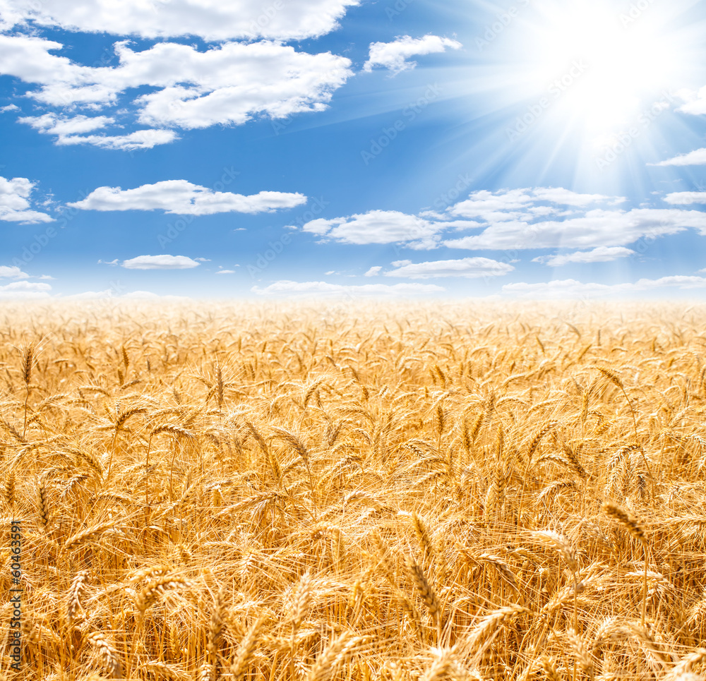 Gold wheat field and blue sky Stock Photo | Adobe Stock