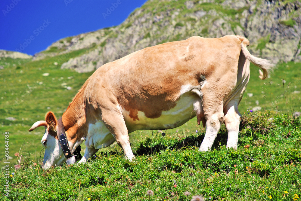 Grasende Kuh mit Glocke in den Schweizer Bergen Stock Photo | Adobe Stock