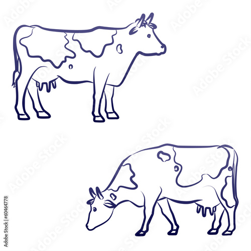 two cows
