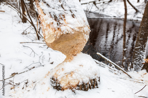 tree beavers gnaw winter