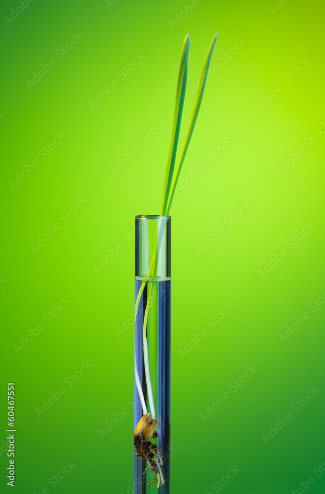 Fototapeta premium Developing life