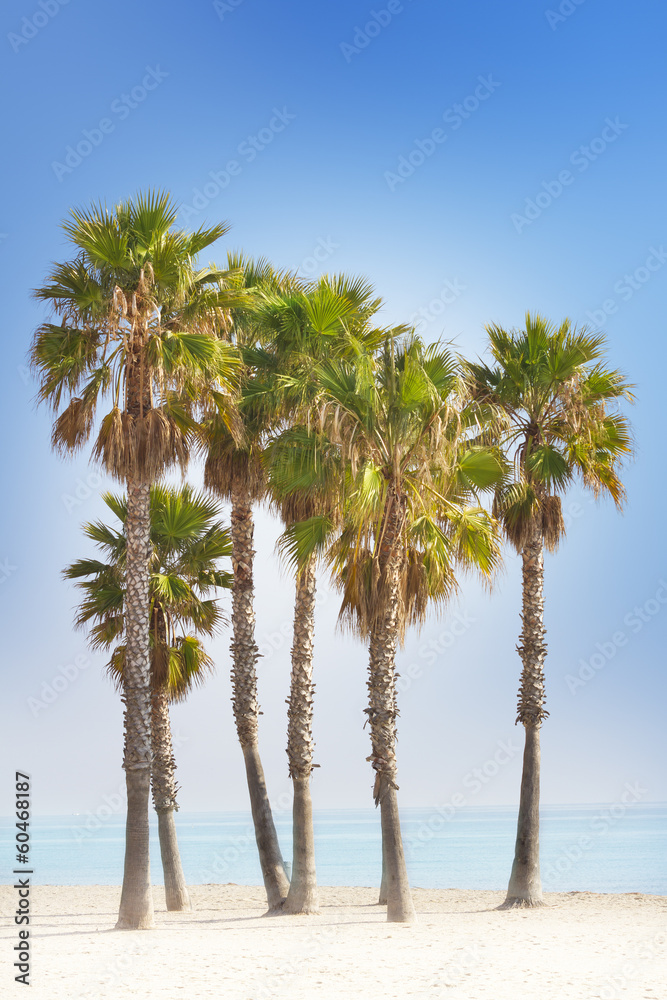 Palm trees and blue beach