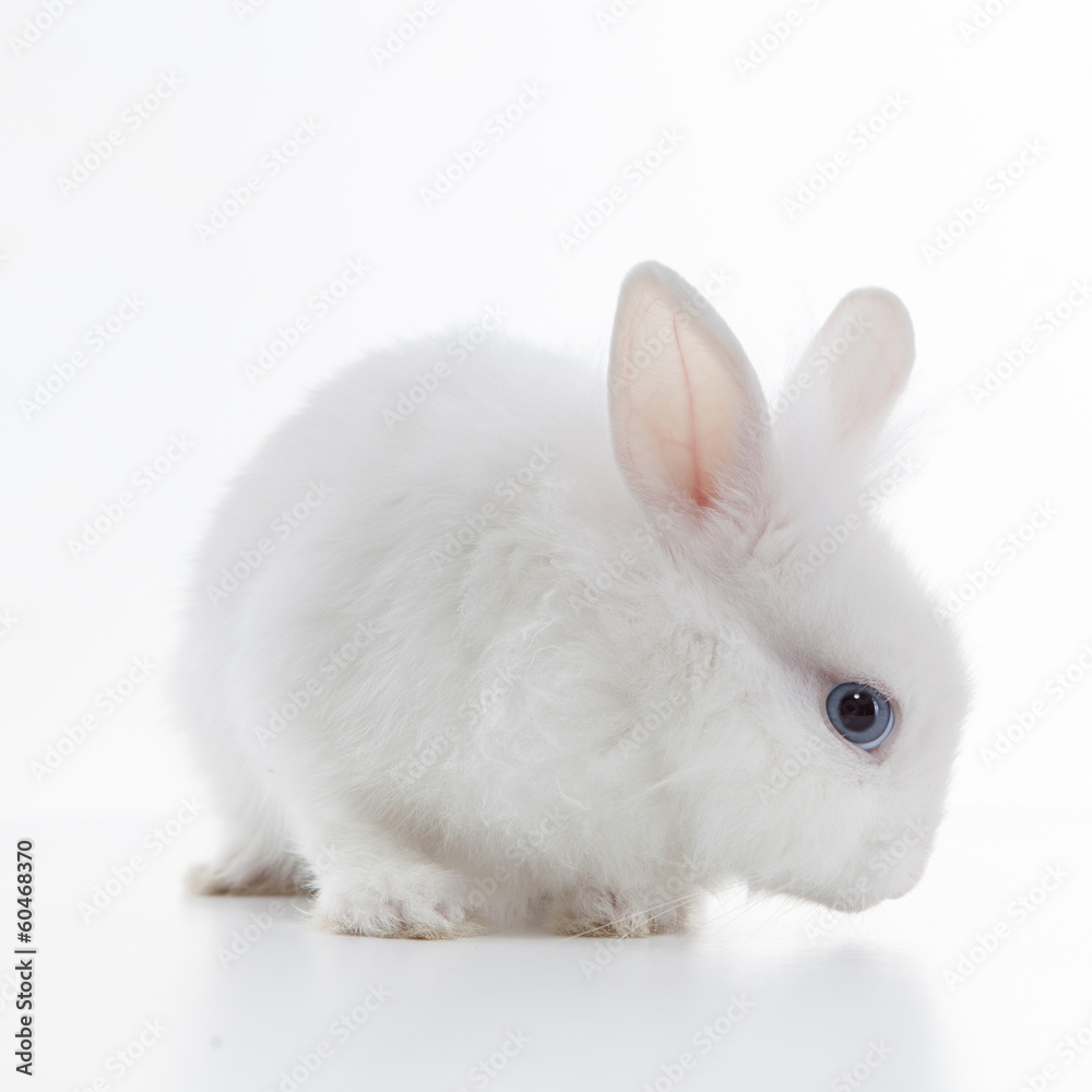 White rabbit isolated on white background White rabbit isolated on white background