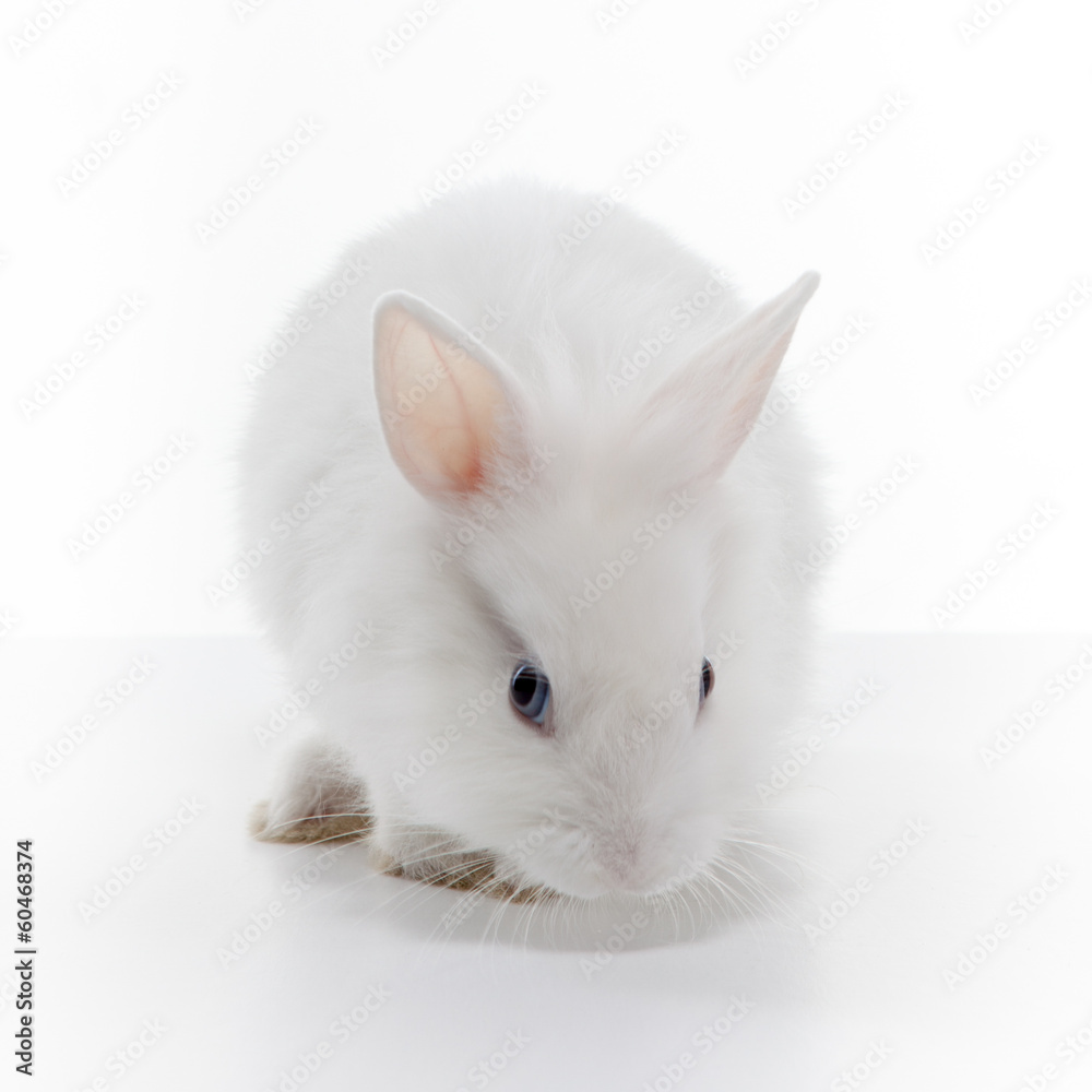 White rabbit isolated on white background White rabbit isolated on white background