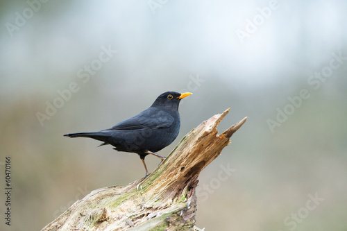 Common blackbird in nature
