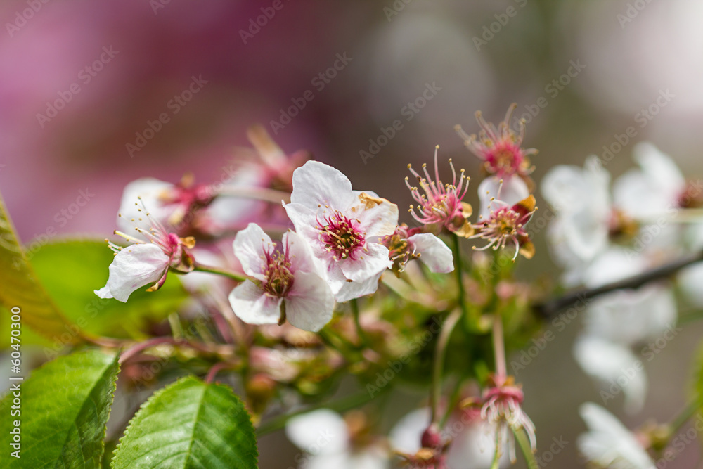 blossom tree