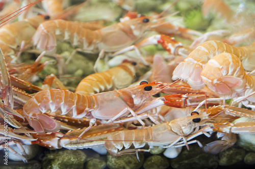 Shrimps and crabs photo