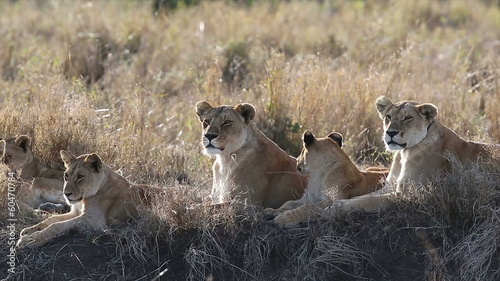 Lions with cubs a hot day in Serengeti