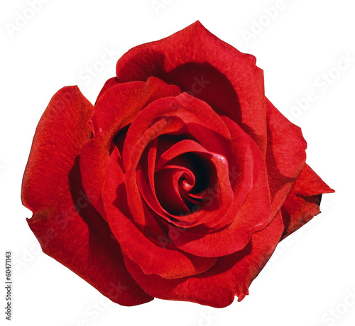 rose button