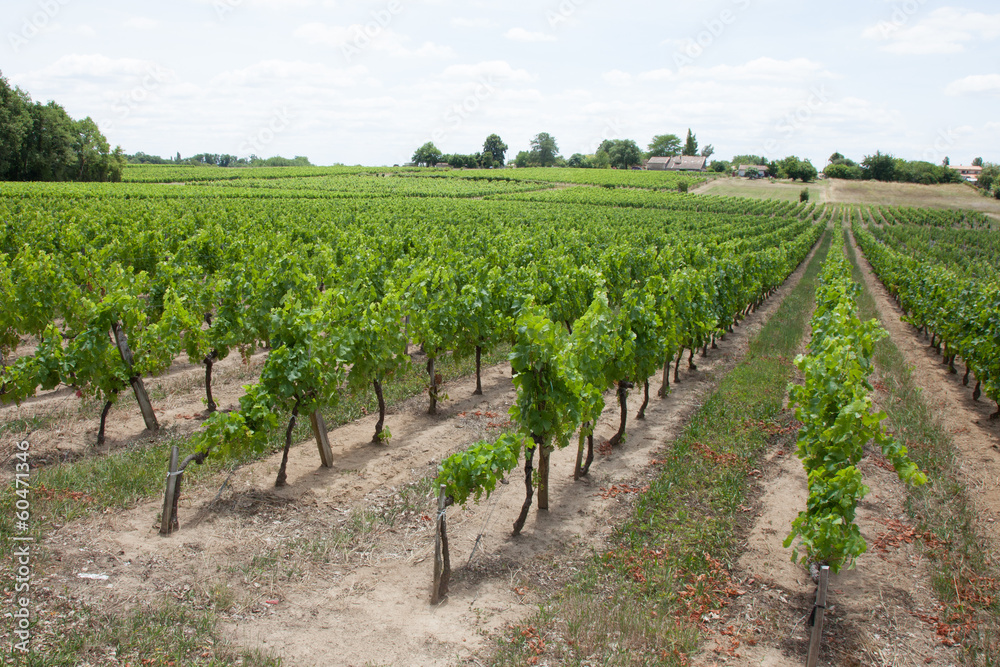 culture du raisin dans la vigne de médoc de Bordeaux France