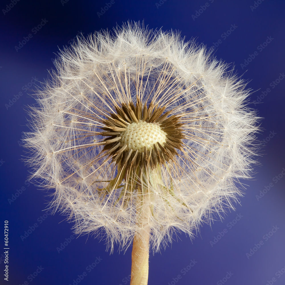 Fototapeta premium Dandelion