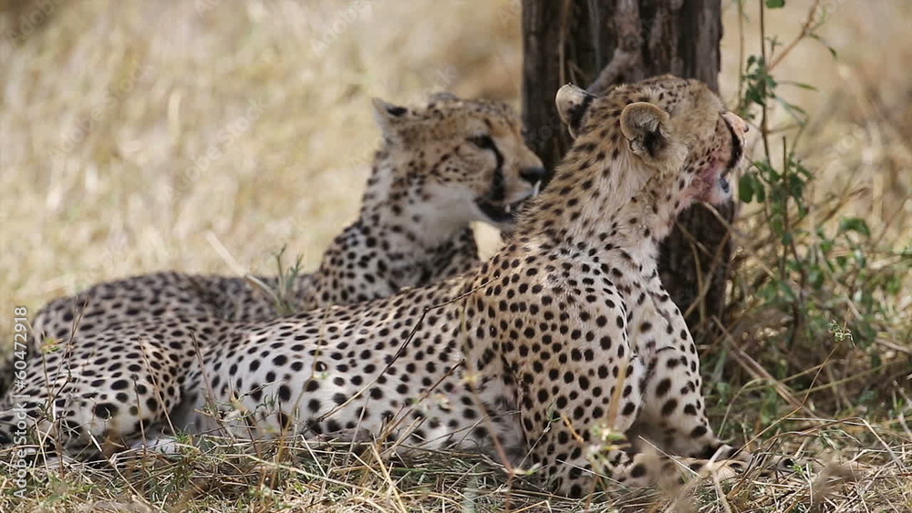 Cheetah in Serengeti