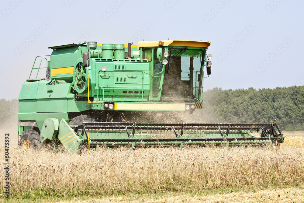 Fototapeta premium Harvester working in a wheat field