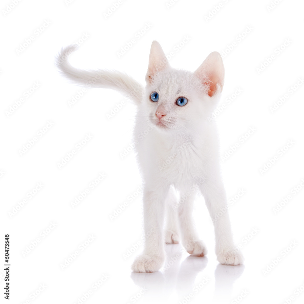The white kitten with blue eyes costs on a white background.