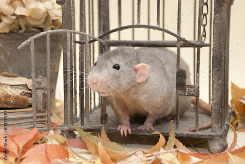 Ratto nella gabbia
