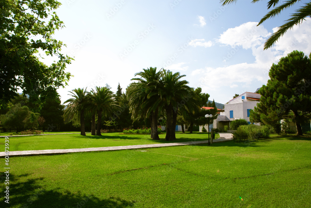 Fototapeta premium green