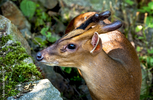 Portrait of muntjak deer