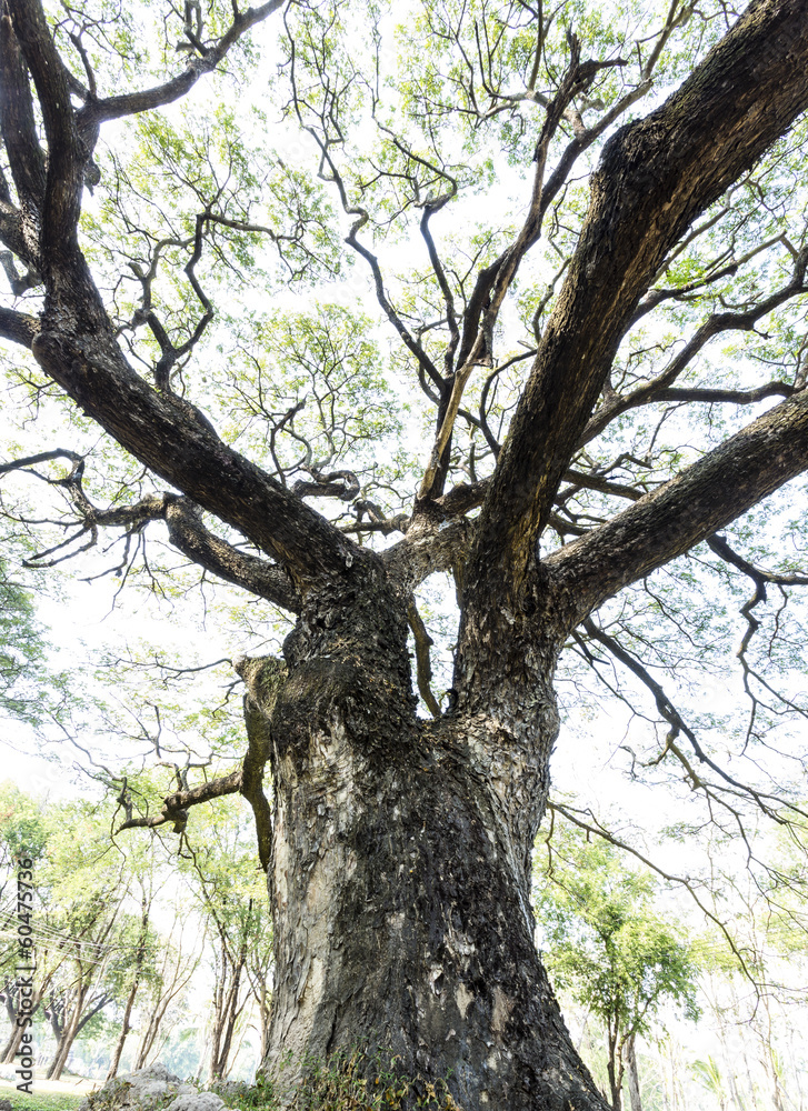 Big old tree