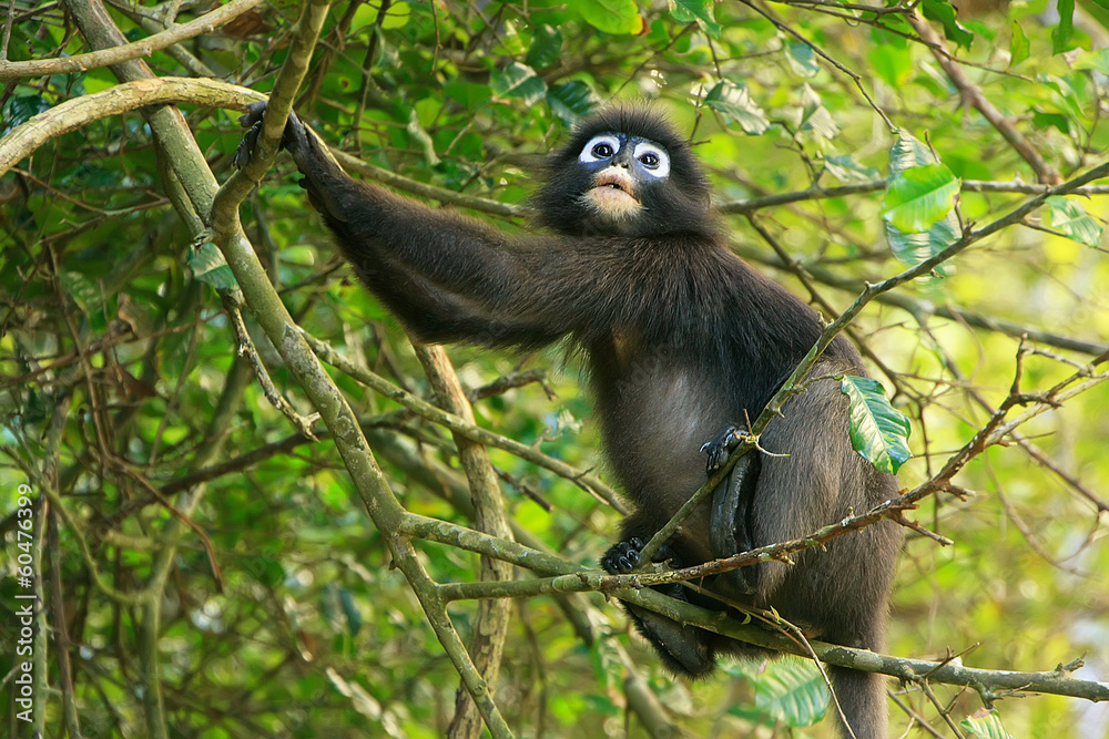 Obraz premium Spectacled langur sitting in a tree, Ang Thong National Marine P