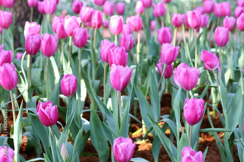 coloured tulip on nature background