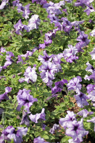 Fototapeta Naklejka Na Ścianę i Meble -  Purple Petunia.