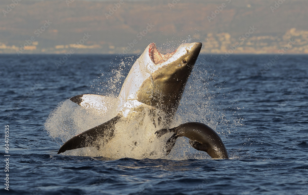 Obraz premium Wielkie przełamanie białego rekina
