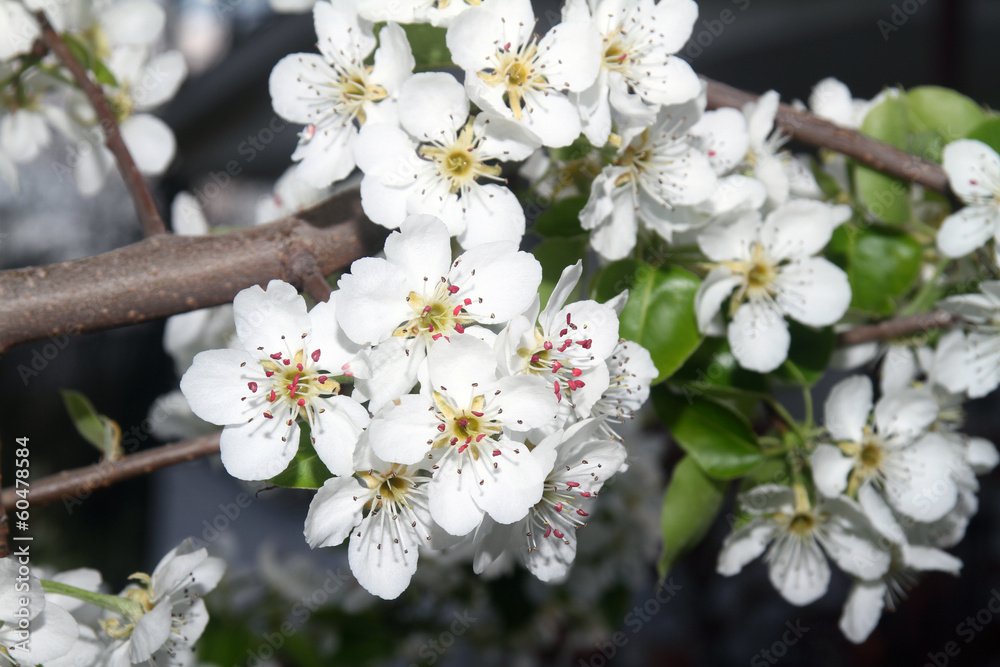 spring spring
