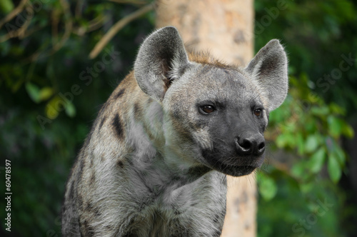 portrait of hyena in forest background