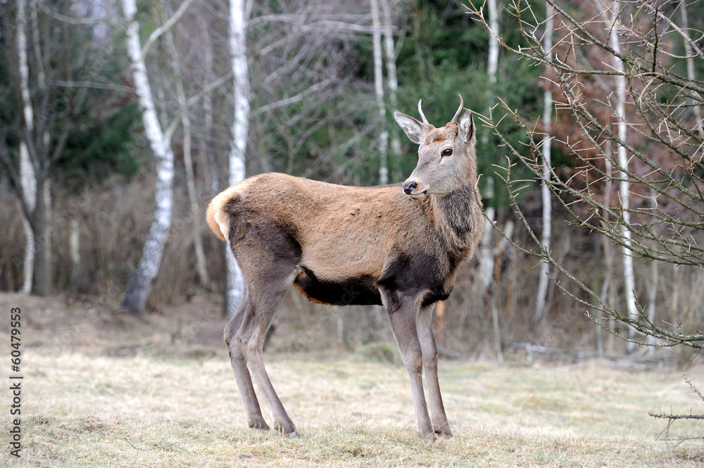 Fototapeta premium Deer