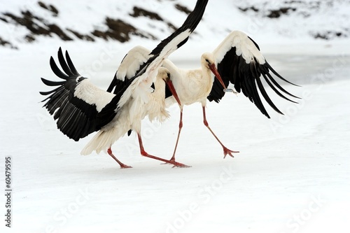 Stork © byrdyak